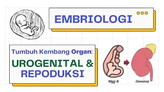 Embryologi Organ: Sistem Urogenital & Reproduksi | Tumbuh Kembang Organ Part 2