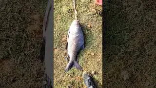 amazing net fishing fish catching hindi video #fishing #net #amazing #fish #cayching #hindi #shorts