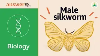 Silkworm Moths: Sensing Molecules, Hypothesis & Design