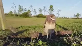 Лучшие приколы Смешные приколы Новые приколы Best Funny fun fun fun new