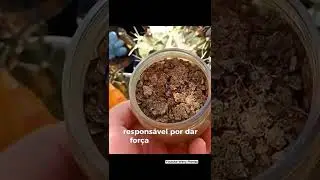 Quer Descobri Como Cuidar Das Suas Plantas? Veja os v&iacute;deos completos no canal! - @wenyplantas