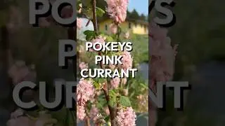 Pokey's Pink Flowering Currant: Early Blooms, Propagation Tips, and Spring Garden Insights