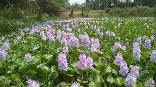 COMMON WATER HYACINTH (Eichhornia erassipes, family-Pontederiaceae)
