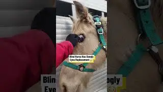 Blind Horse Has Googly Eyes 👀 #horses #blindhorse #comedy @viralhog