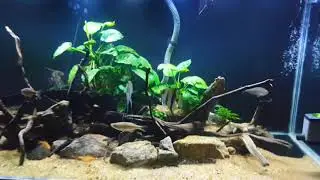 Low maintenance river side aquarium with giant danio fish.