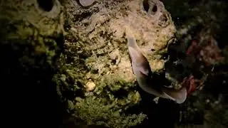 Nudbranch Chelidonura amoena