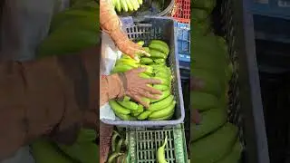 Banana 🍌cutting ✂️and packing part 9203 #ihavethisthingwithplants #bananafarm