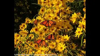 Sunflower Plants & Monarch Butterflies