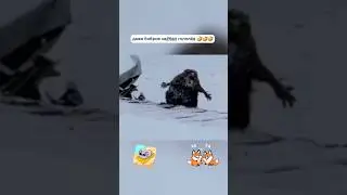 Бобёр устал 🫡😃 #deathvibe #мемы #юмор #приколы #курва #бобёр #animals #видеомемы #гололёд