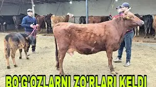 Razzoq akadan yangi partiya ona bola va bo'g'ozlarni zo'rlari 30 января 2026 г.