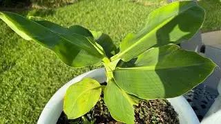 Super Dwarf Cavendish Update