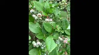 Our Blueberry in Late Spring