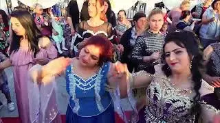 SEZGIN CESI GELIN ALCISI SREDISTE ORK MAMUT KIRPI 08