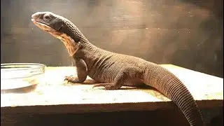 Monitor Lizard Trust Gaining Process + The pre-trust gaining period