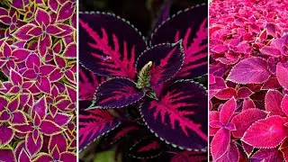 C&Oacute;LEOS CRETONA BELLEZA SIN COMPLICACIONES/ PLANTA DE FOLLAJE VIBRANTE