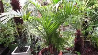 Kentia Palms in our Northern Climate