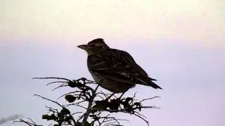 calandra lark singing