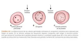 Langman: Chapter 2 - Gametogenesis (Summary)