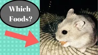My Hamster's Diet