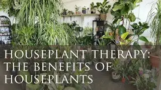 Houseplant therapy: The benefits of houseplants