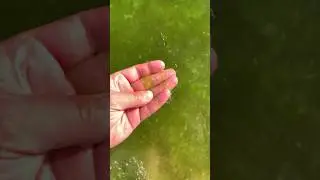 Жижа из водорослей в начале лета🤢#витязево2024
