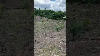 Edisi Pulang Kampung #hambatuhan #anakpetani #bolang