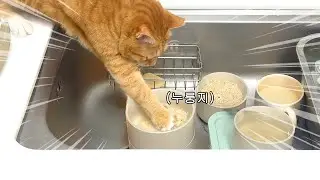 탄수화물 ￼좋아하는 고양이때메 미치겠어요