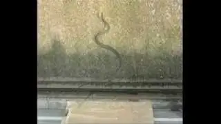 How flying snakes keep themselves aloft