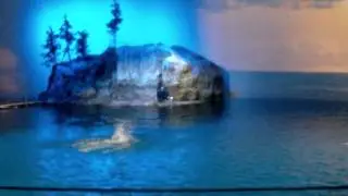 Dolphin leap