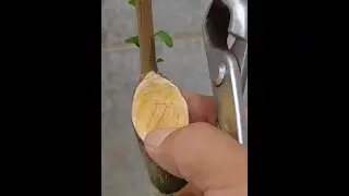 Spherical scissors form horse's eye better. #bonsai tools #trimmer