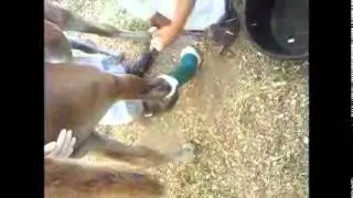 changing bandage on foal