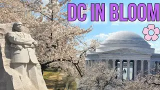 The BEST Cherry Blossom Experience in Washington, D.C.! 🌸 Tidal Basin, Festival Events & Hidden Gems