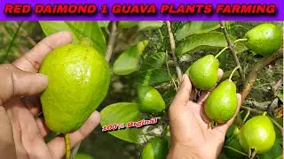 Trends in Guava Farming Information for Red Diamond 1 🌿 And High fruit Production / call☎️7076744603