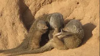 Sette simpatiche manguste - Seven pretty mongooses