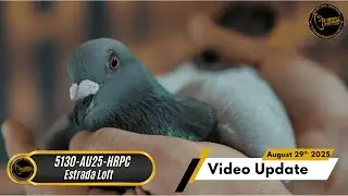 Florida Pigeon Derby August 29th Video Update