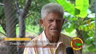 Mangos que se producen en el RD se encuentran: Keitt, Atkins, Mingolo, Crema de oro, Banilejo