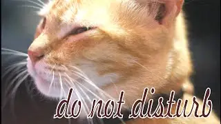 disturbed by my sleeping mosquitoes