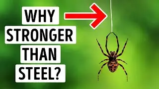 Spider Silk Is So Strong It Could Stop a Plane