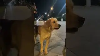 When the Golden Retriever got angry / когда голден ретриевер разозлился #shorts #dog #angry