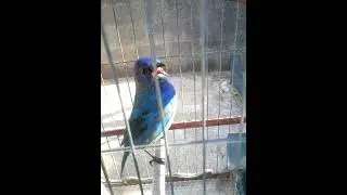 azulejo cantando