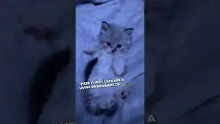 The CUTEST Cat Breeds in the WORLD!