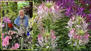 CL&Eacute;OME LA FLEUR ARAIGN&Eacute;E UNE ANNUELLE MELLIF&Egrave;RE POUR LES MASSIFS D&rsquo;&Eacute;T&Eacute;&hellip; Le Quotidien du Jardin N&deg;283