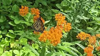 Monarch Butterfly at Tanglewood Preserve - July 1, 2025