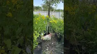 Nature #nature #video #edit #anime #love #like #live #shorts #reels #funny #short #song #motivation