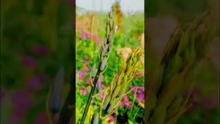 Камассия   Camassia