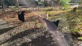 Chickens eat a popcorn ball #chicken #chickens #animals #bird #funny #sillybird #popcorn #petlover 