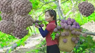 Harvesting 50 Mutated Purple Custard Apples &ndash; Bringing Them to the Market to Sell | Ly Thi Thanh