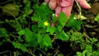 Wild & Foraged Foods: Wood Sorrel