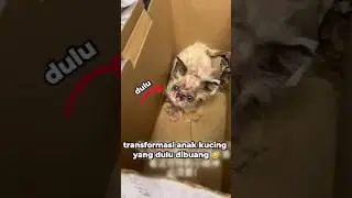 Perubahan kucing menjadi glow up 🙀