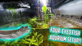 Building Four-Eyed Fish Aquarium With Waterfall (Kings Aquatics) #foureyedfish